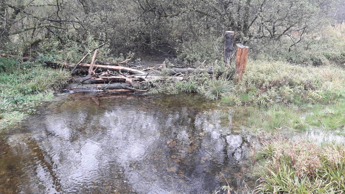 olylowe's tweet photo. On #InternationalBeaverDay please note that even if you haven't yet got beavers in your area, you too can create wonderful #NFM analogue beaver features such as my brilliant colleagues built on the Afon Merin

Details: https://t.co/ar0DRoxlzD

Site Visit: https://t.co/wzG7I531Hv https://t.co/0mqNQyYlAj