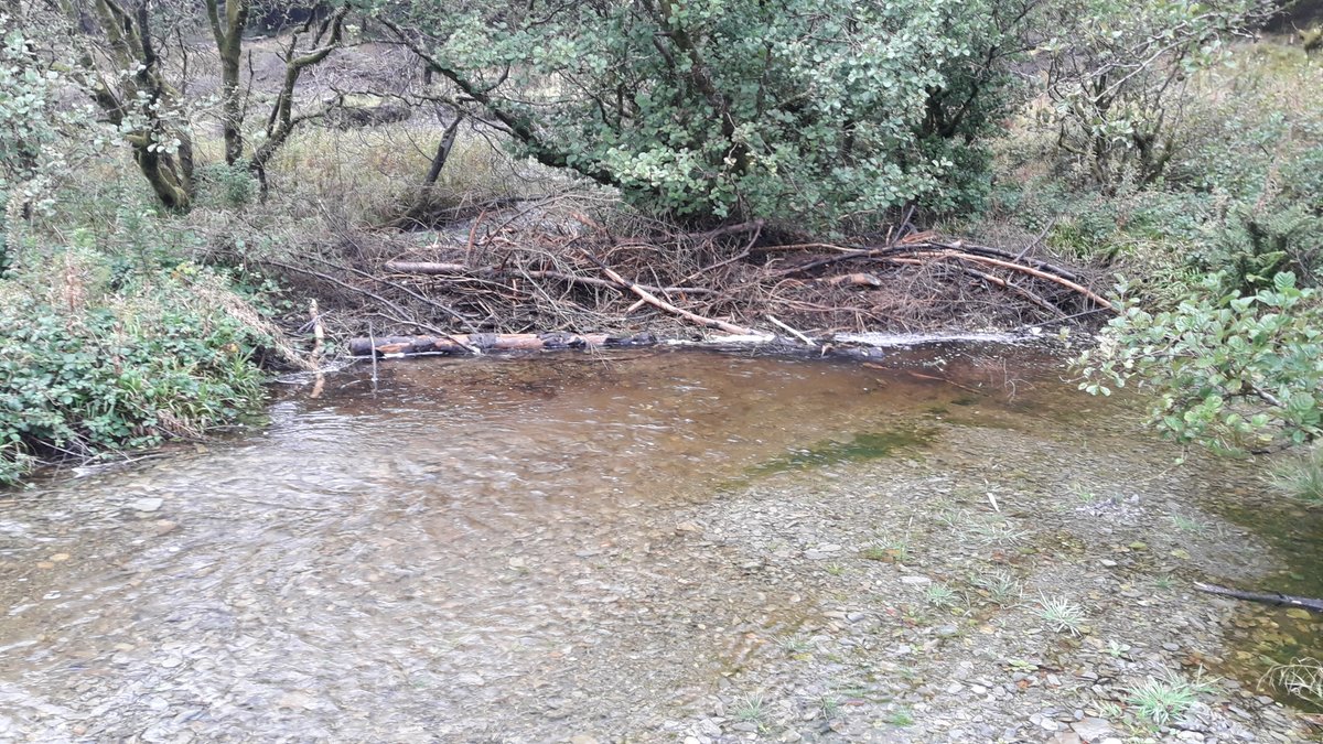 olylowe's tweet photo. On #InternationalBeaverDay please note that even if you haven't yet got beavers in your area, you too can create wonderful #NFM analogue beaver features such as my brilliant colleagues built on the Afon Merin

Details: https://t.co/ar0DRoxlzD

Site Visit: https://t.co/wzG7I531Hv https://t.co/0mqNQyYlAj