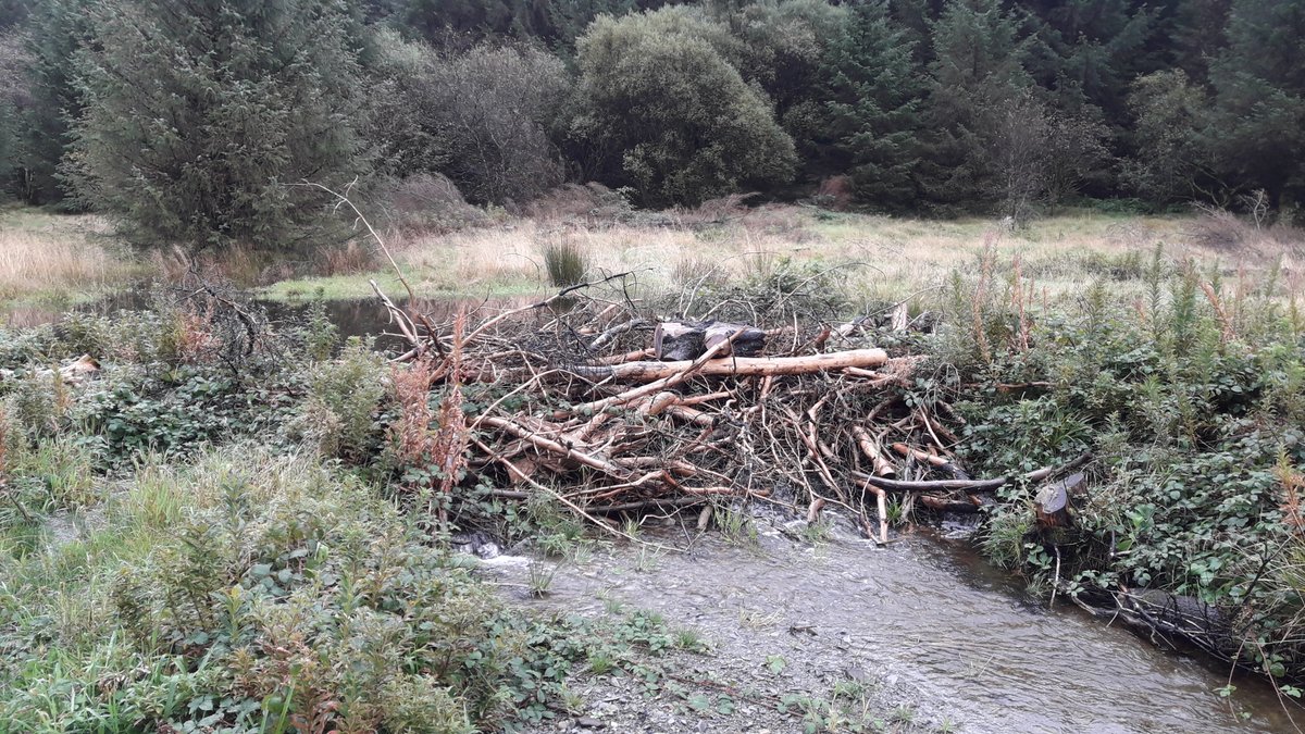 olylowe's tweet photo. On #InternationalBeaverDay please note that even if you haven't yet got beavers in your area, you too can create wonderful #NFM analogue beaver features such as my brilliant colleagues built on the Afon Merin

Details: https://t.co/ar0DRoxlzD

Site Visit: https://t.co/wzG7I531Hv https://t.co/0mqNQyYlAj