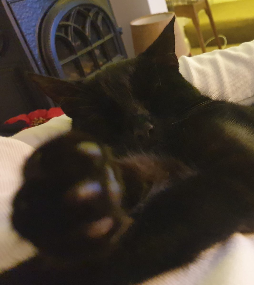 RonKnope's tweet photo. Cool beanz 
#CatsOfTwitter #Knope https://t.co/nAPXUUrmPf
