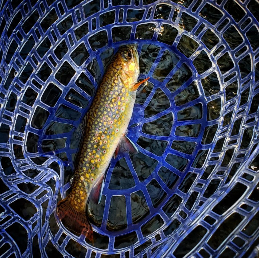 SnowbeeUSA's tweet photo. Awesome Native
@rk_outdoors11
Stockies are overrated. Landed a few Native Charr on Zebra Midges and Copper Johns.
#flyfishing # #centralpaflyfishing #centralpafishing #blueline #brooktrout #nativebrooktrout #copperjohn #nativebrooktroutfishing #nativebrooktroutflyfishing https://t.co/4ACqSD1MXW