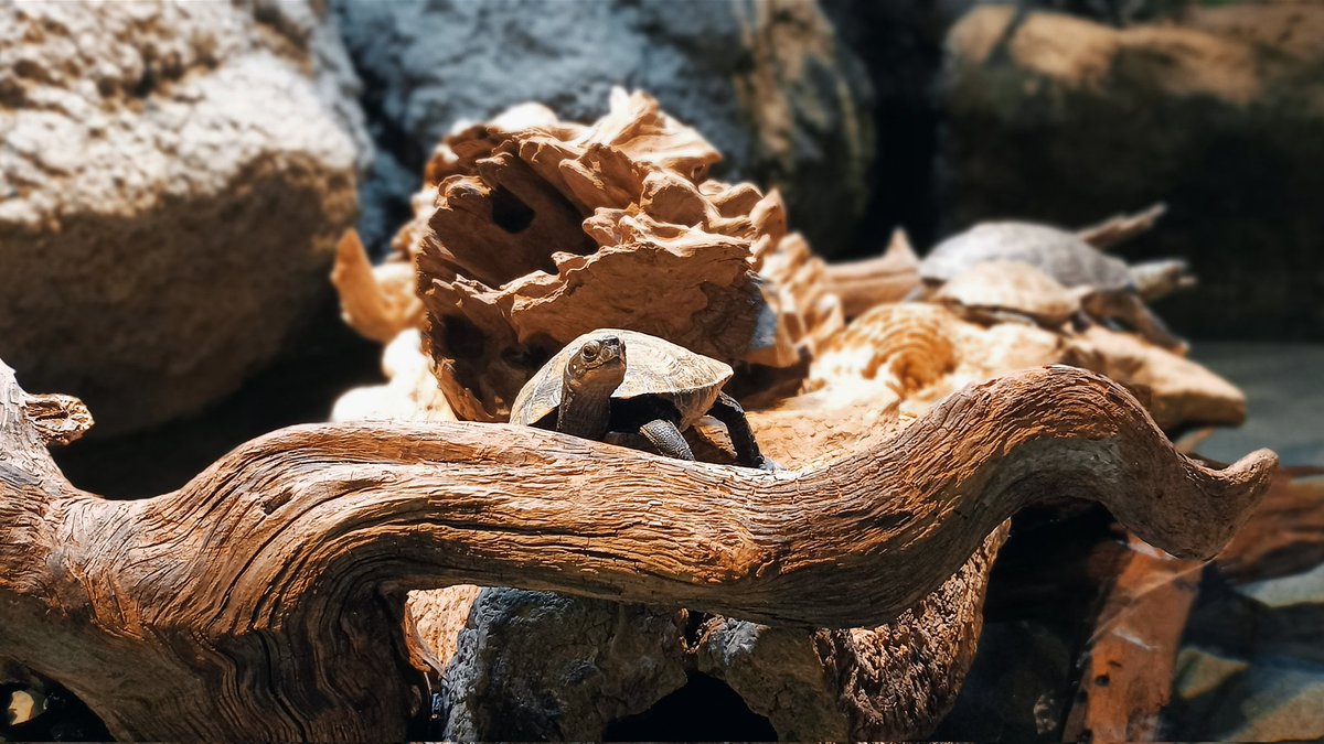 93_yamada's tweet photo. ポートレート��ード亀🐢
#スマホ写真 #Xiaomi https://t.co/crwdvYjMwe