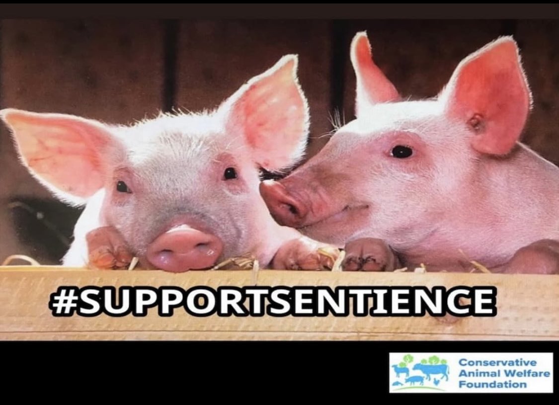 ConservativeAWF's tweet photo. The final stages of the Animal Welfare (Sentience) Bill to enshrine animal sentience in UK law is taking place in the House of Lords now #SupportSentience #ActionForAnimals https://t.co/cgOJr3bzKS
