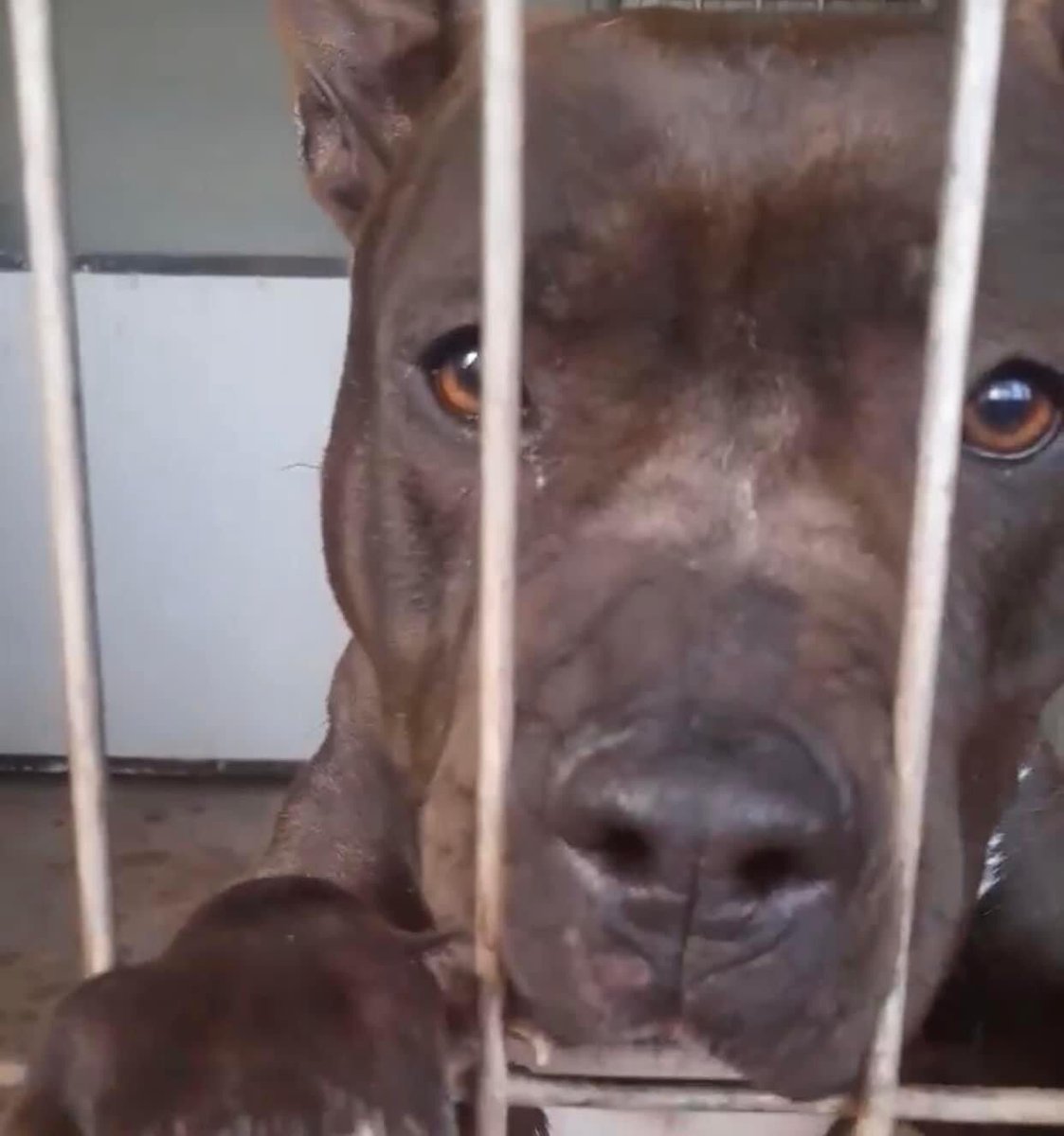 condivisione_appelli tweet media