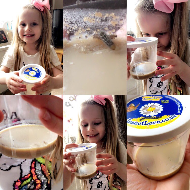 LauraRMurray85's tweet photo. Hallie is very excited 😊 5 Caterpillars have arrived today 🐛We can’t wait to watch them grow and change over the next couple of weeks  and turn into butterflies 🦋 We will keep you updated 😊 @PeelParkClass2 @PeelParkEYFS https://t.co/l4B7UE3jKW