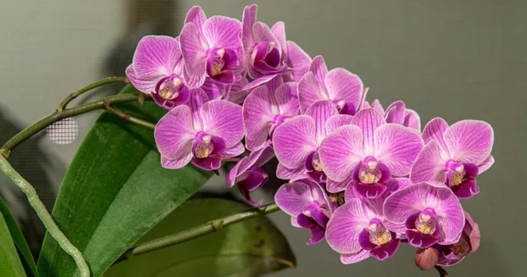 ai_azman's tweet image. Greetings to you too my dear #Balandis 🌹💞😊🍮🥪