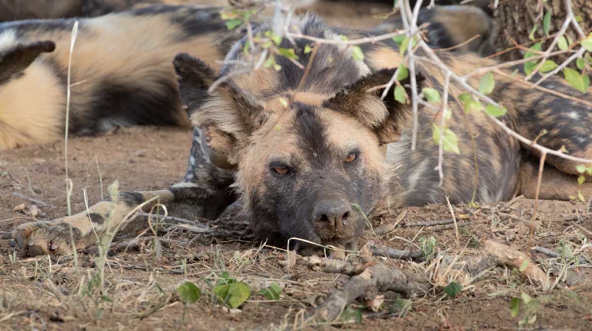 BLOG: Madikwe – A Photographic Paradise

wild-eye.com/madikwe-is-a-p…

#WildEyeSA #Africa #Travel #BucketList #RevengeTravel #Wanderlust #TravelAfrica #Experience #SouthAfrica #Madikwe #Tourism #Vacation #Travel2022 #Adventure #SeeTheWorld #GameReserve #Safari #Blog #Photography