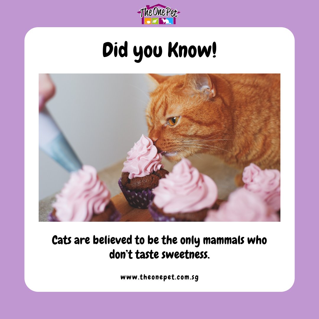 TheOnePet_TOP's tweet photo. #PetFunFact
Did you know?

Cats can't taste sweet stuff!

#theonepet 
#theonepetSG 
#Singapawrean 
#singaporepetshop #kittensg #catsg #sgcat #singaporecat #catsingapore #catlovers  #catsfollowers #cats  #cats  #singaporecats #catsofsingapore 
#theonepetdidyouknow
#funfactpets https://t.co/aAsNptsNHy