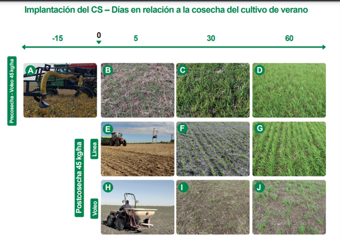 INIA_UY's tweet photo. Cultivos de servicio. @INIA_UY pone a disposición  guía de recomendaciones de implantación de gramíneas con el objetivo de "servicio" (control de malezas, cobertura, biomasa, etc) 

Momento, forma y la densidad de siembra: tres variables a considerar.

https://t.co/Qr6ND4S3R6 https://t.co/BXOXpwgDFW