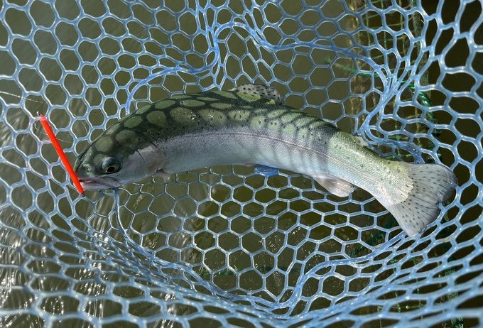 にじにじ&amp;ジ・イワーナ&amp;ジ・イワーナ 