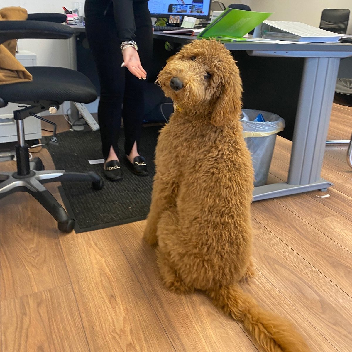 Hose Rhodes Dickson tweet media