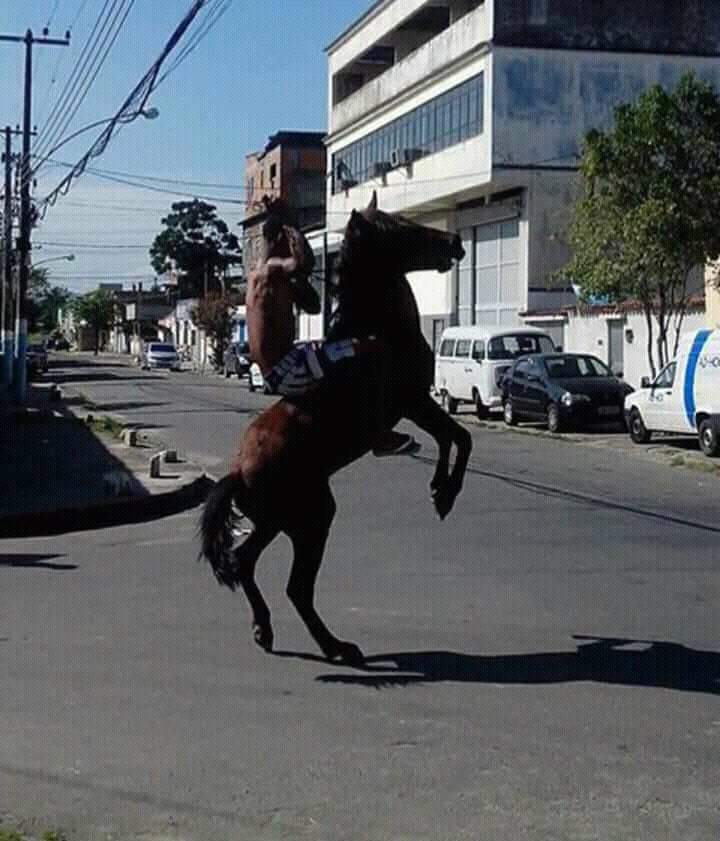 Tbt de hj e do nosso menino de ouro o sdds maestro #Burro 🐴✨🥋😞💔😇