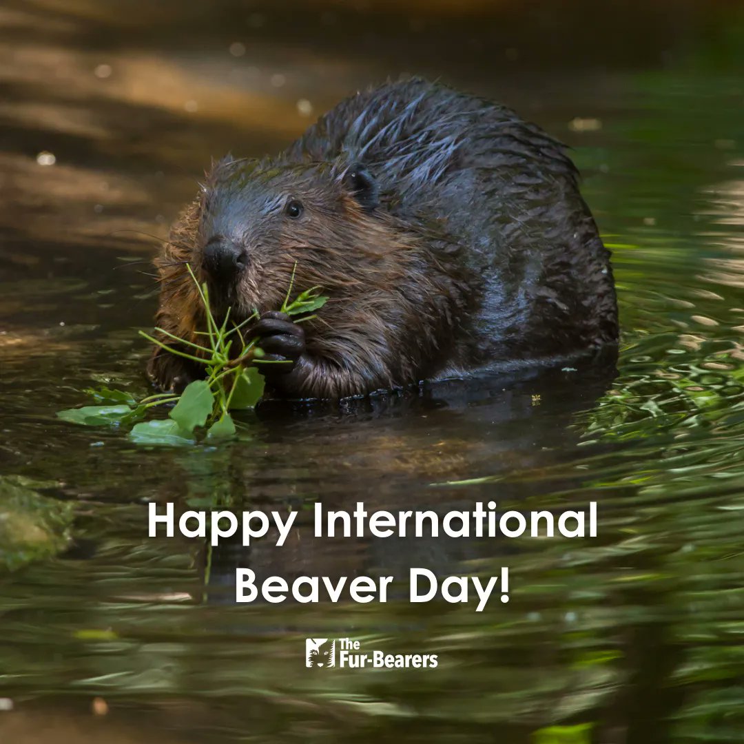 The Fur-Bearers on Twitter: "Happy #InternationalBeaverDay! Join us in  celebrating Canada's eco superheroes. Beavers are a keystone species, and  as a result of architectural changes beavers make, more plants and animals  thrive