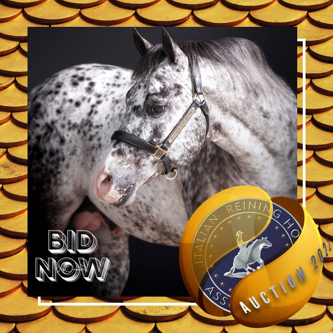 irhareining's tweet photo. ๐ฅ ENROLL YOUR STALLION AT #IRHA #STALLION #AUCTION BECOMING A SPECIAL PARTNER FOR 2022 IRHA #FUTURITY ๐ฎ๐น
.
๐ SPECIAL THANKS TO #LaraLorengo TO DONATE A BREEDING OF #BoemilTwinRobotop
๐๐๐
https://t.co/cqFsn2SQWZ
.
๐ด #IrhaAuction ends 30/04/2022! https://t.co/EJ4fpDi859
