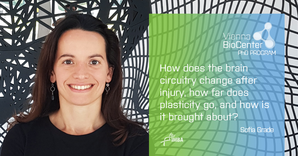 TrainingVbc's tweet photo. Sofia Grade @IMBA_Vienna @grade_sofia is offering a position in our Spring call. Check out our website for more details: https://t.co/TjdAPUBkGR
#BrainDamage #NeuronalCircuits #Rewiring #WomenInSTEM https://t.co/pNWtE7nq0B