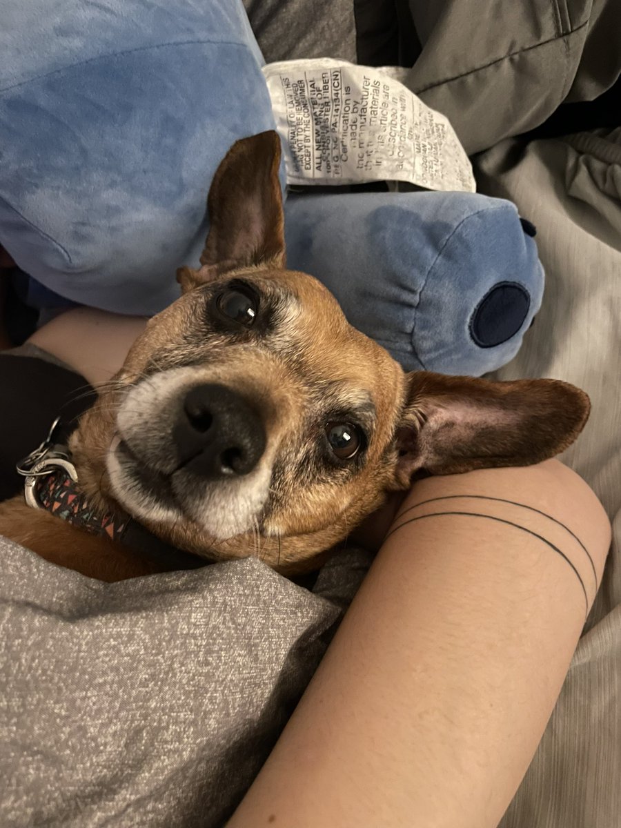 Penie_the_pooch's tweet photo. Happy Thursday on this rainy morning! #rainydayvibes #lookatthoseears #dogsoftwitter https://t.co/NUAnfBeKfM