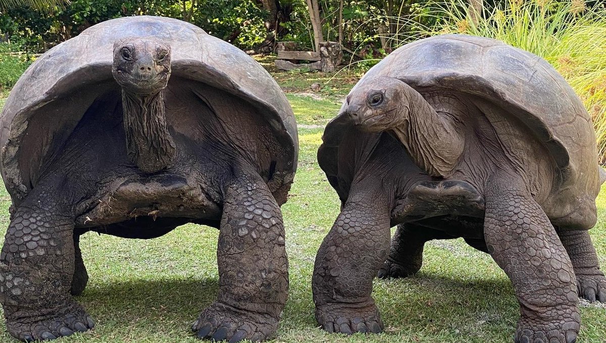 iotaseychelles's tweet photo. Nothing better than catching up with old friends
🐢💚🐢
#tortoisethursday
Fabulous photo by @bocefal
#aldabratortoise
#nutsaboutnature
#conservation
#reptile #reptilelover
#reptilesofinstagram
#environment
#restoration #rewilding
#schildkröten https://t.co/kjDNmbdPsc