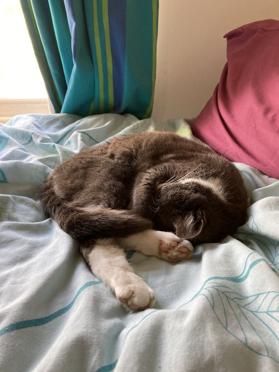Danielle_Newby's tweet photo. My office companion is really slacking off today #alrightforsome #dobby #sleepies #daynaps #helping https://t.co/8ulvHCWVYw
