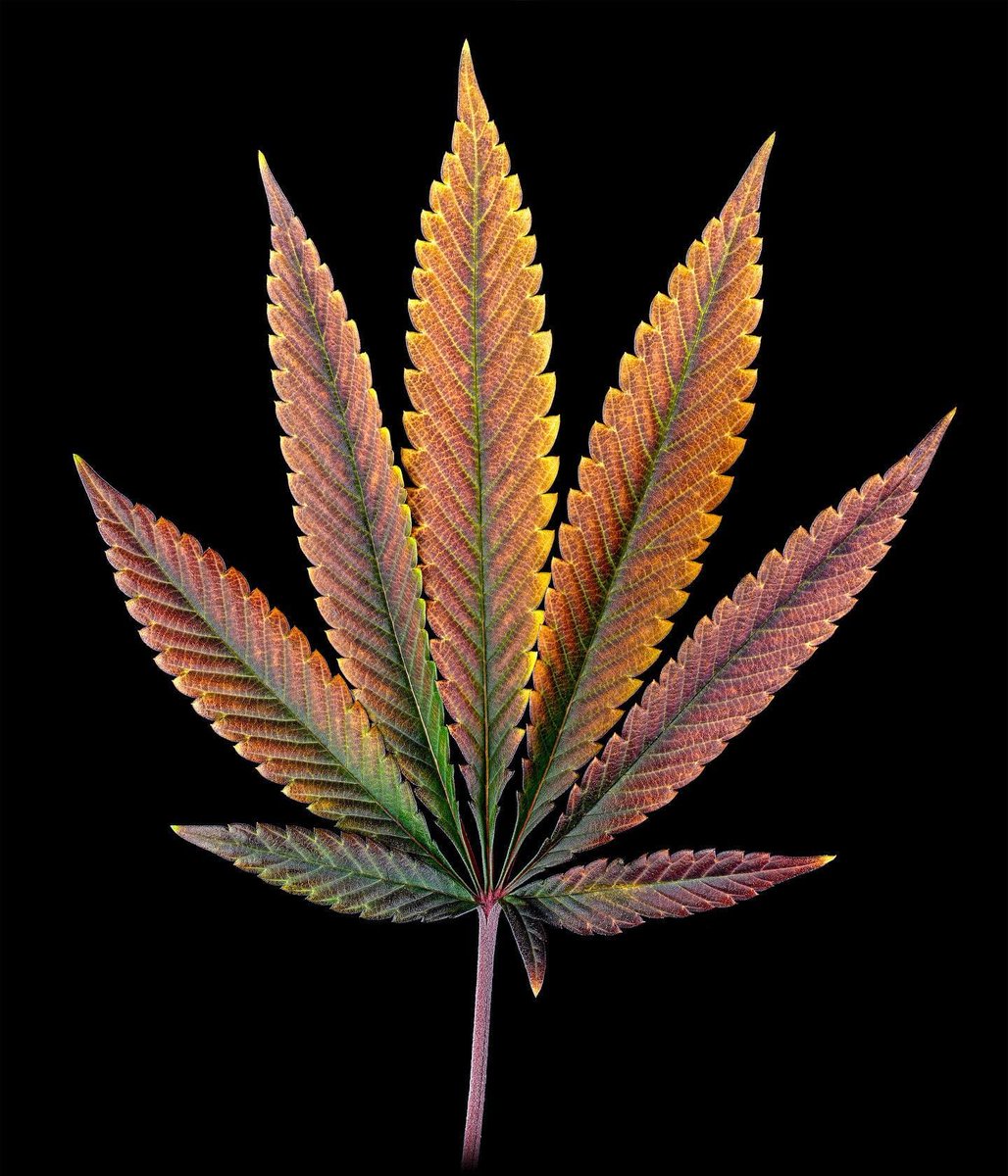 spliffseeds's tweet photo. Beautiful fade...🍂
📸:@gonzo_photo
👨🌾:@beyond_organics https://t.co/dXmGjEabx9