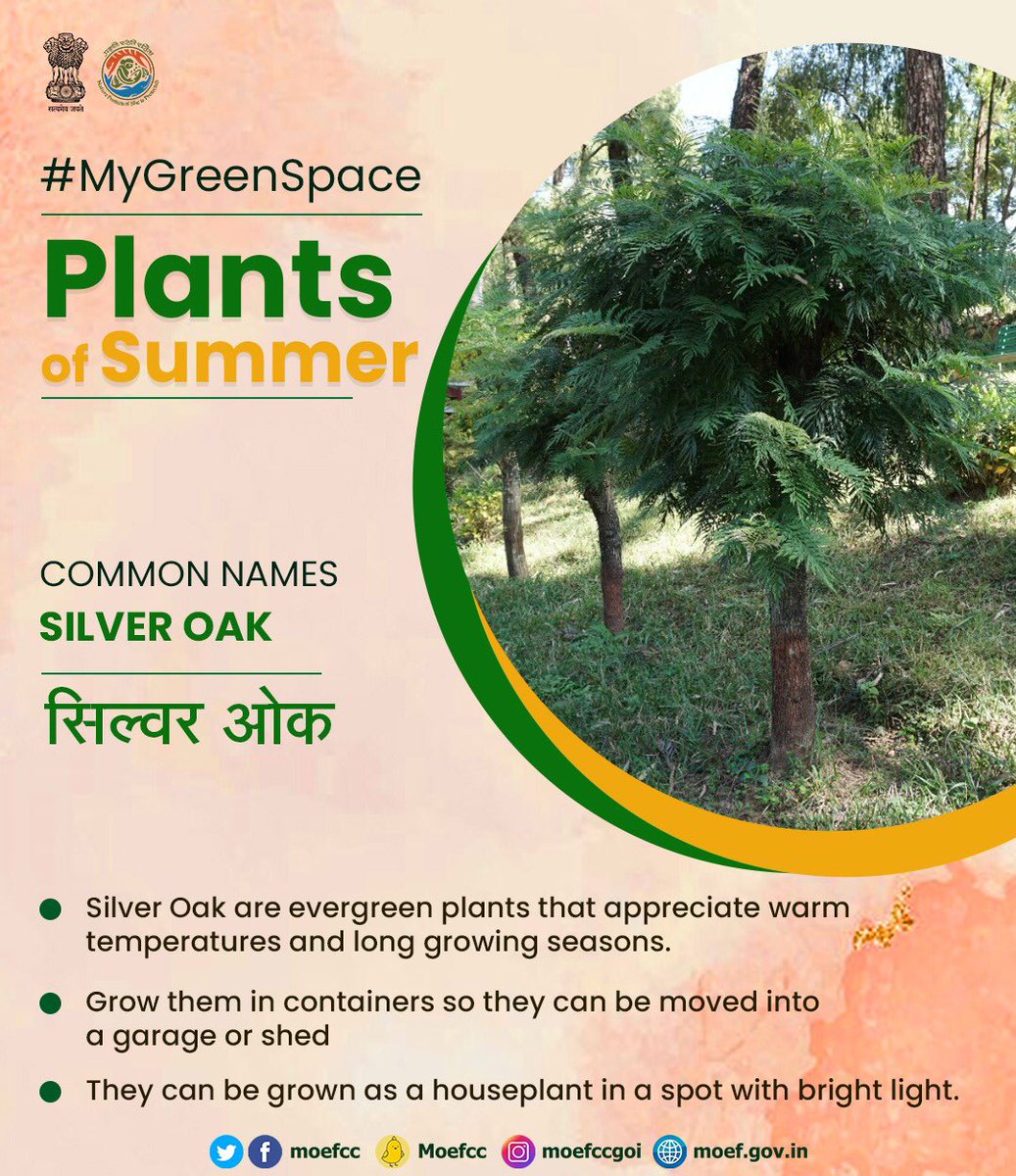 #PlantsofSummer for your Indoor and Outdoor Spaces, which look refreshing and colourful. #MyGreenSpace