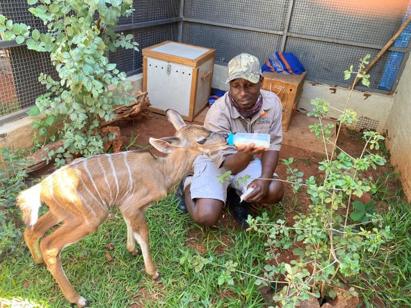 Earlier this week we responded to a report together with <a href="/Zimparks/">Zimparks</a> regarding a report from the local rural community about an orphaned baby kudu. We commend the community for their report! If you would like to help support his 24 hour care please donate: 
vicfallswildlifetrust.org/donate/