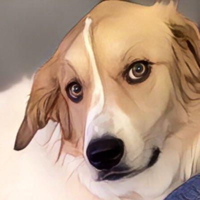 #NewProfilePic because I love my dog 💕