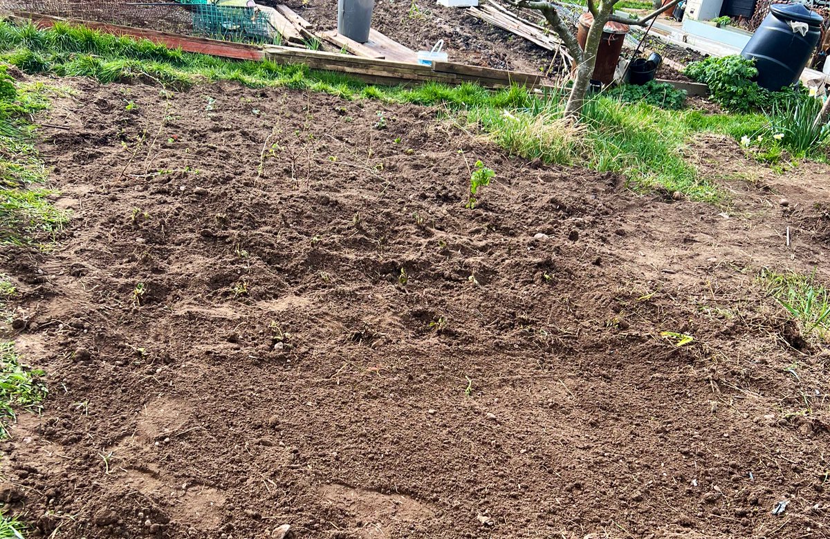 🍓🫐 Strawberries and fruit plants have been planted this weekend with many thanks to local residents for your donations x

💦 They have since been watered in &amp; will get netting to keep them protected too