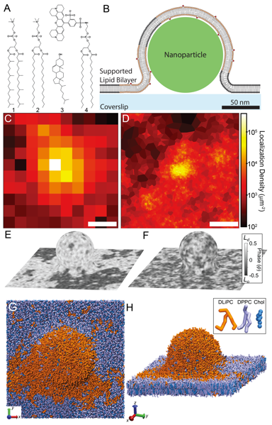 CVKelly Lab tweet media