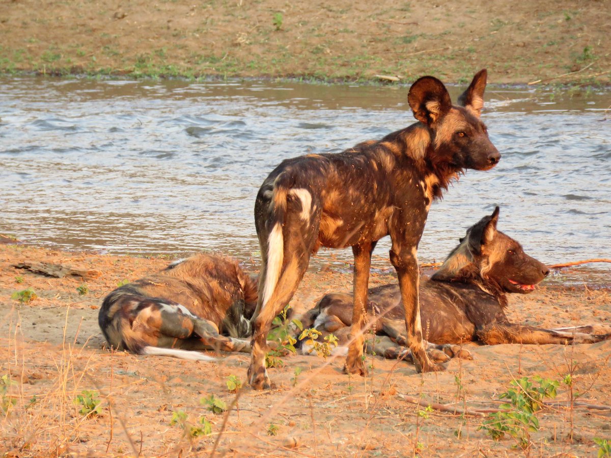 I took this photograph of #WildDogs @ #ManaPools. #Zambezi Please read the story in <a href="/Beeld_Nuus/">Beeld</a> today about #ChristinaMeiring(Phd) from @Maties and her research on these fascinating #carnivores and their #genes <a href="/IUCN/">IUCN</a> <a href="/BBC/">BBC</a>