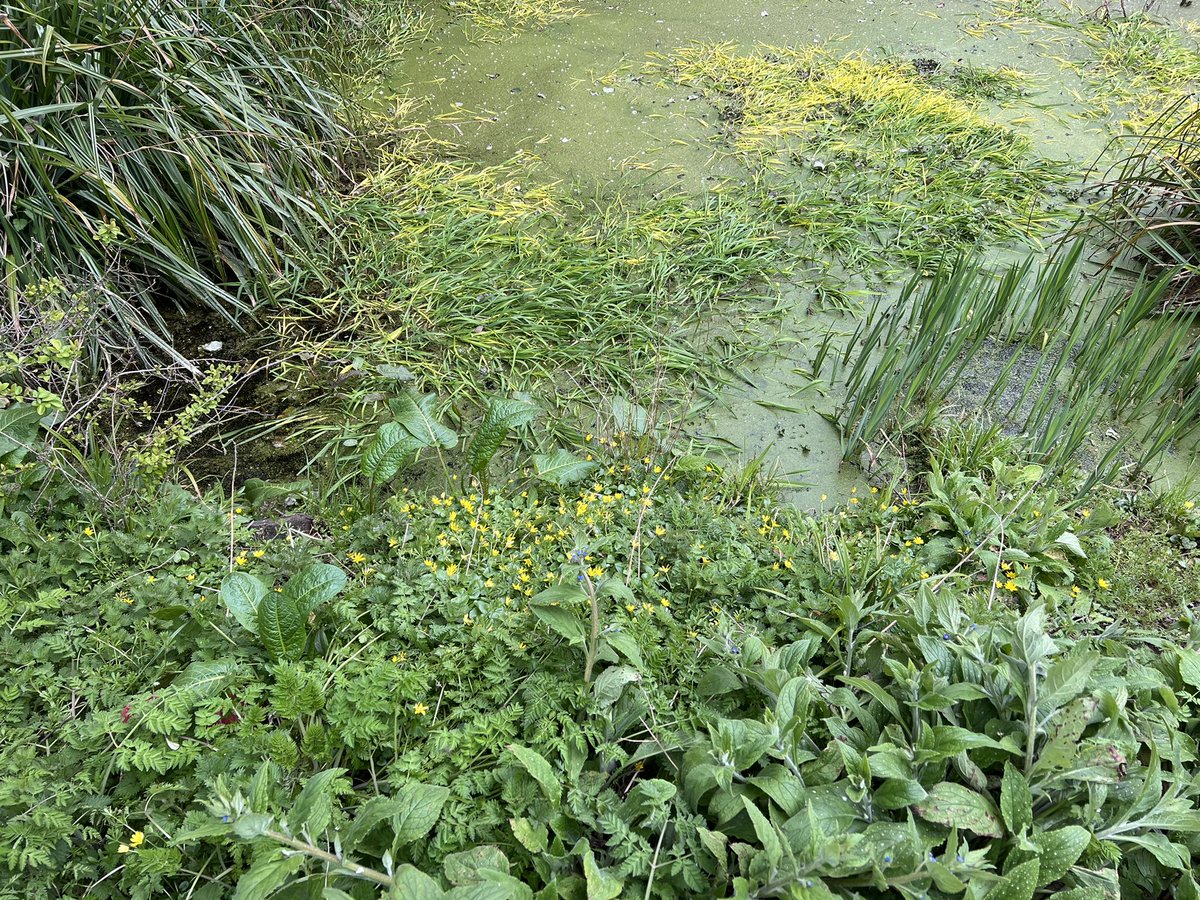 👨‍👩‍👧‍👦 Lovely family day learning, exploring &amp; having fun

🍓Dug &amp; raked out the twitch making way for planting strawberries &amp; fruit

🥬Fresh kale &amp; broccoli picked &amp; cooked within hours

🐸 Frogs &amp; frogspawn in the Wildlife Garden pond area

👩🏼‍🌾 Looking forward to the next event
