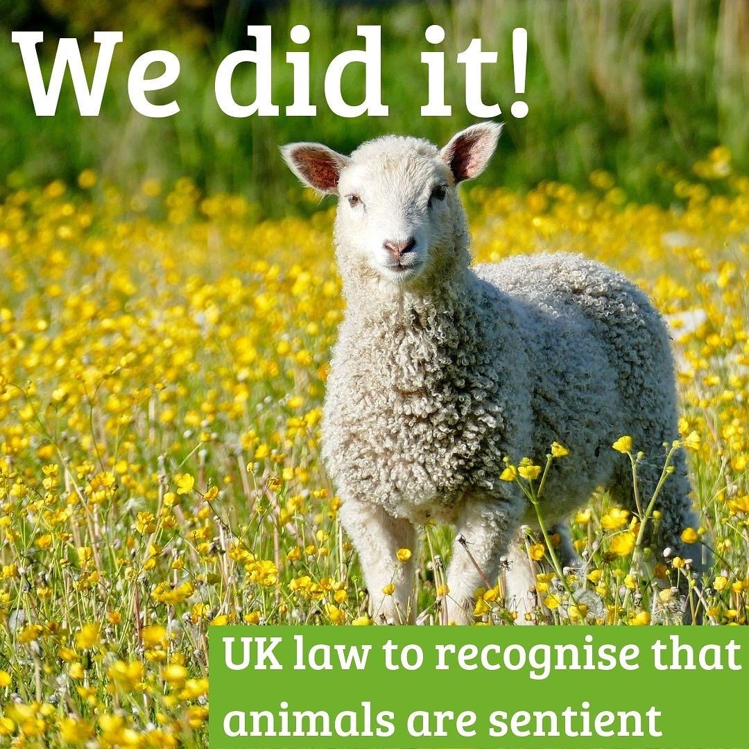 ConservativeAWF's tweet photo. Fantastic News!The landmark Animal Welfare (Sentience)Bill has completed its passage and will soon be law. We would like to thank the Govt for their time & commitment in making this important legislation a reality as well as the MPs & Peers who have supported it
#SupportSentience https://t.co/VCUUGQf3z9