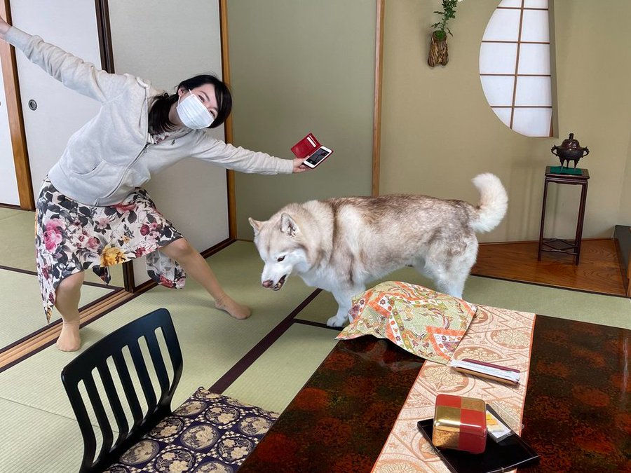 旅行先で温度差があった妻とハスキー犬 オコ顔の犬に爆笑 なぜ ハワイと南極くらい温度差ある まいどなニュース