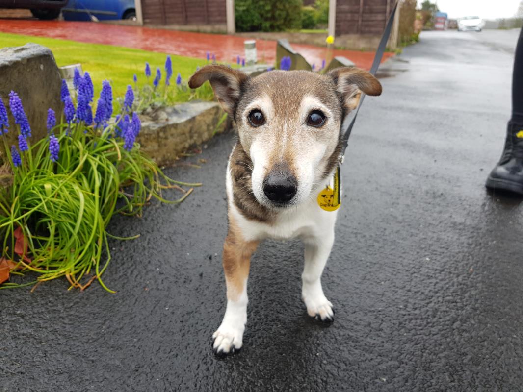 Please retweet to help Jack find a home #MANCHESTER #ENGLAND 
Aged 16!! This little heartbreaker likes someone to be around, he can live with children aged 11+ and with another calm dog. Please share and share 🙏

DETAILS👇
dogstrust.org.uk/rehoming/dogs/…………
#dogs #dogsoftwitter #pets