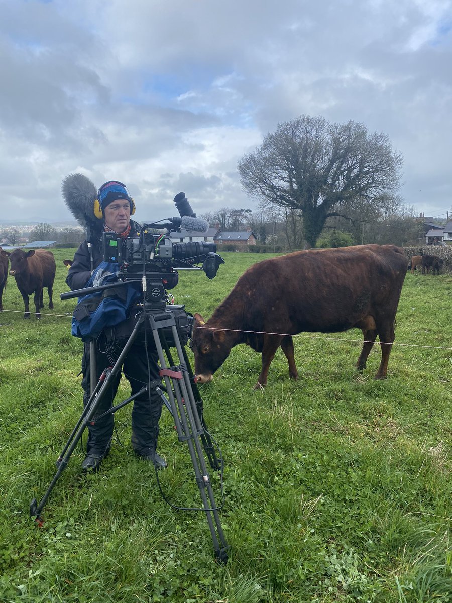 Cows getting their 5 minutes of fame today! Keep an eye out on Ffermio sometime soon to see me freeze in front of the camera 😂