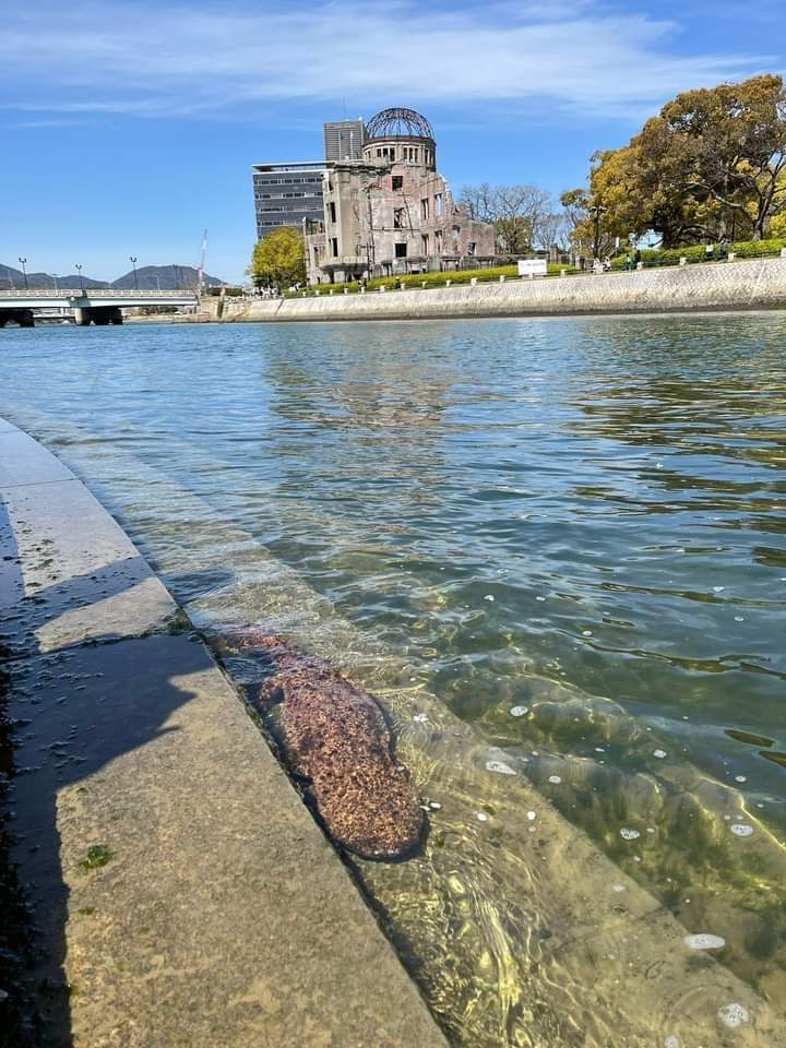 Japanese Giant Salamander and the Genbaku Dome, now Hiroshima Peace Memorial, last building standing after the "Little Boy" atomic bomb attack by the US in 1945.

These animals live over 70 years, so this individual *could* have been alive then. 

📷 <a href="/robin_franzmann/">Robin Franzmann</a>