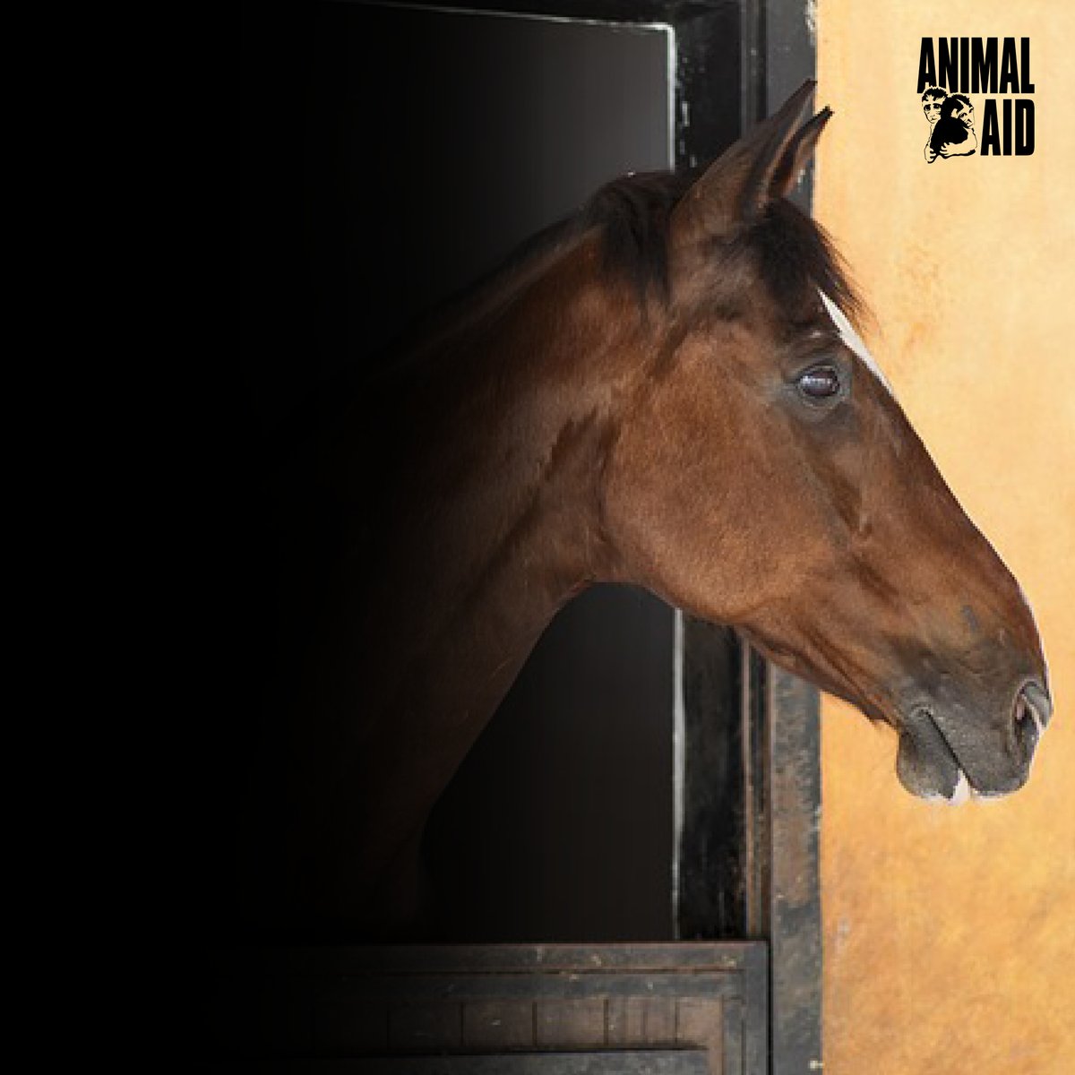 AnimalAid's tweet image. 🐎 Grand National sweepstake at work? Please don’t bet – donate to horse sanctuaries instead!

Horses suffer badly because of the racing industry – don't normalise it! 🐴

Check our podcast for more – bit.ly/3NT95YA

#GrandNational #Sweepstakes #ADeadSport #DontBet