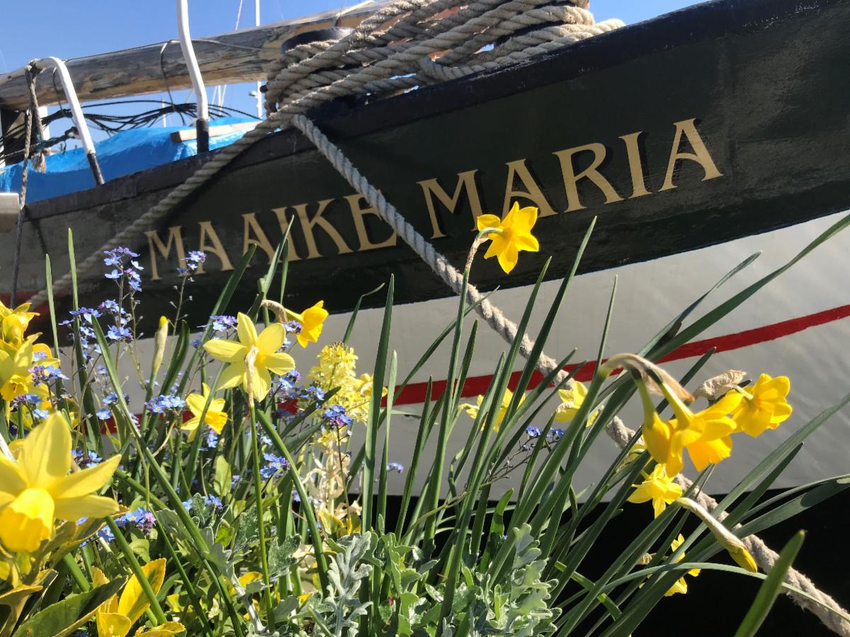 EliteSailing's tweet photo. Spring daffodils on the pontoon next to Dutch barge Maaike Maria, Elite Sailing's office and classroom, moored in MDL's Chatham Maritime Marina on the River Medway. 

#RYATraining 
#RYAShorebasedCourses
#MaaikeMaria https://t.co/M06UyC9S3F