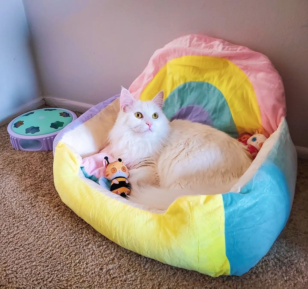 happyandpolly's tweet photo. Morning, my lady. Morning, my sunshine. ☀️⁠
Credit to @lady_adventure_gram⁠
https://t.co/8UjkCMykaK

#happyandpolly⁠
#meowdeling #pawmodel #pamperedcat #catmodel #meowdel #catfluencer #meowmodel #catsofinstagram #princesslife #princesscat #livingmybestlife #itsallaboutmeow https://t.co/XBa21LW5PH