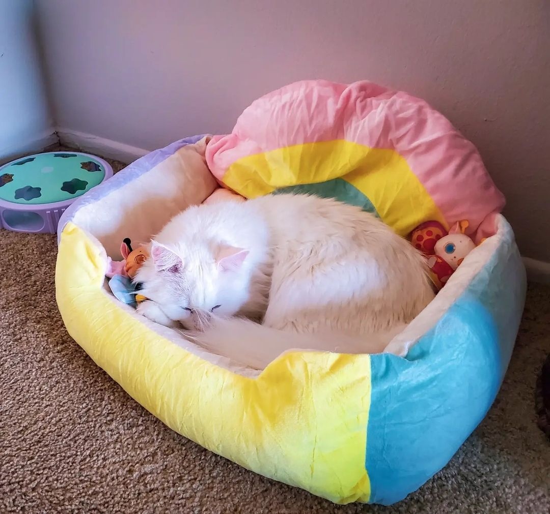 happyandpolly's tweet photo. Morning, my lady. Morning, my sunshine. ☀️⁠
Credit to @lady_adventure_gram⁠
https://t.co/8UjkCMykaK

#happyandpolly⁠
#meowdeling #pawmodel #pamperedcat #catmodel #meowdel #catfluencer #meowmodel #catsofinstagram #princesslife #princesscat #livingmybestlife #itsallaboutmeow https://t.co/XBa21LW5PH