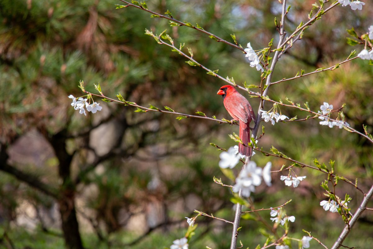 MO Botanical Garden tweet media