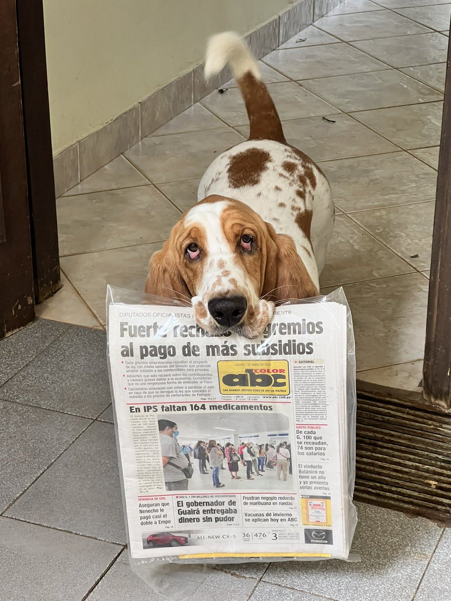 MacaCastillo's tweet image. Mi perro me trae el diario, y el tuyo? 😝