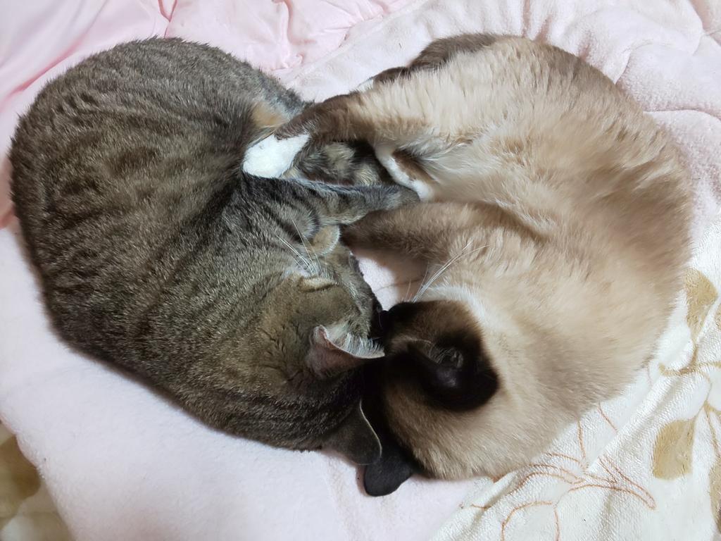 ST34mamoru's tweet photo. いつまでも仲よしで♥️🐱 https://t.co/jRWvKBY3N3