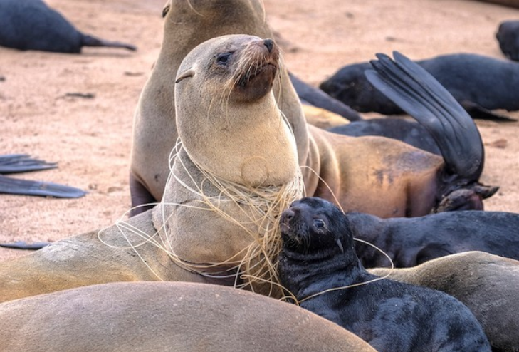 avoidpollution_'s tweet image. Every single year, over 1.4 billion pounds of garbage and plastic are dumped into the ocean. Having gone on for decades, as the years pile up, more and more garbage, notably plastics, are taking up space that was once occupied by ocean water, plants, fauna, animals, and oxygen.