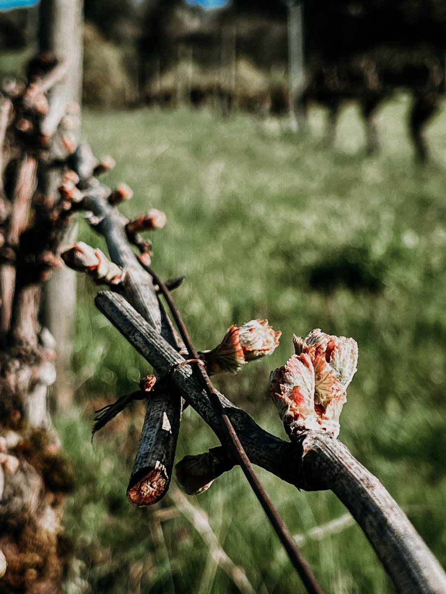 chehalemwines's tweet photo. We have bud break in our Chardonnay blocks at Corral Creek. The vines are waking up and the 2022 vintage has begun 🌱 Cheers!
#vintage2022 #oregonwine #budbreak https://t.co/xpb8nFkHHO