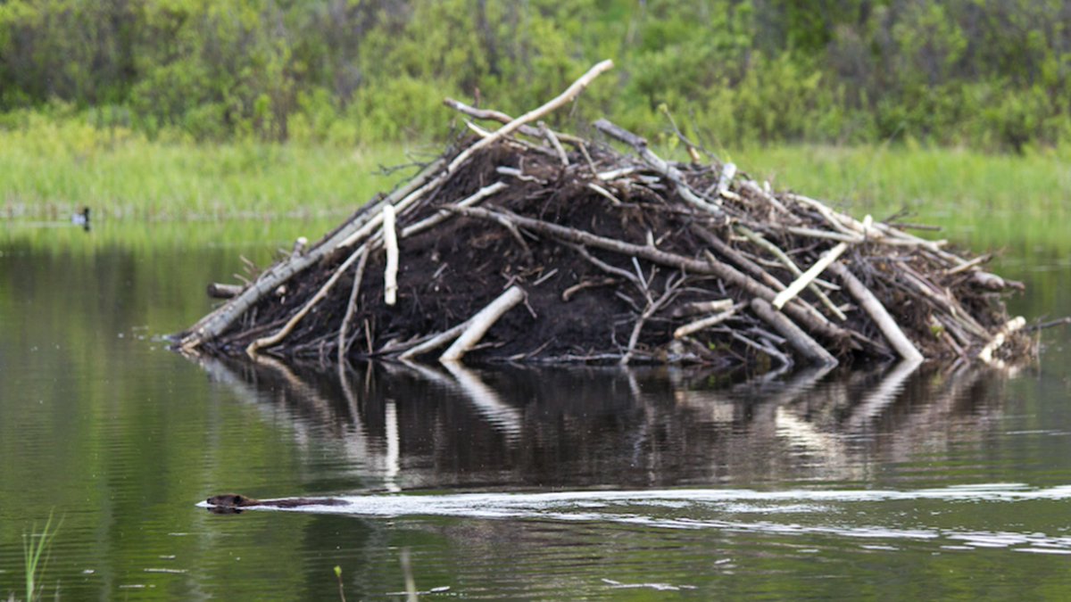 Madeline Kenyon tweet media