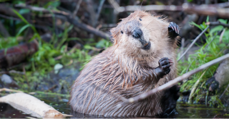 My honors thesis, Developing monitoring protocols for beavers in Ohio, uses environmental, anthropogenic, climate, and landcover data, as well as beaver colony presence data to create an updated monitoring protocol for beavers in Ohio.