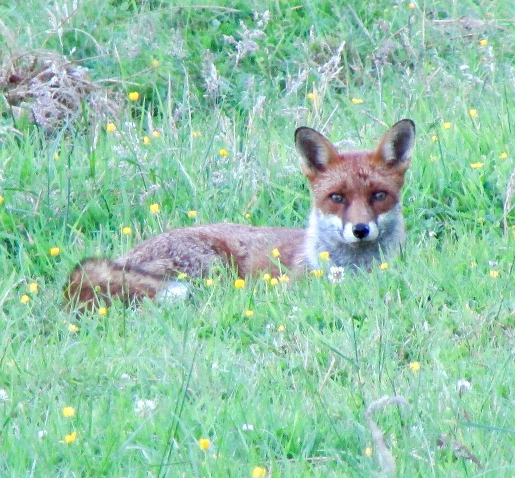 lawkat387's tweet photo. #FoxOfTheDay.  A relaxing fox on my farm. https://t.co/w0xnHaTfnz