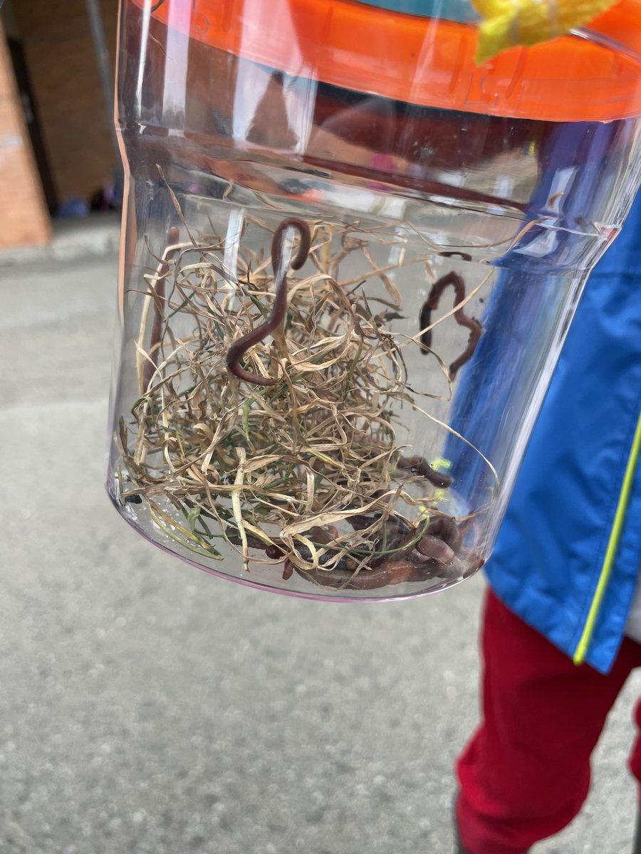 talesofkinder's tweet photo. Today is about the worms 🐛 🌧! We love when it rains! So much exploration happens outside!! #dsbn #fitchstreet https://t.co/s6UO0lxVP0