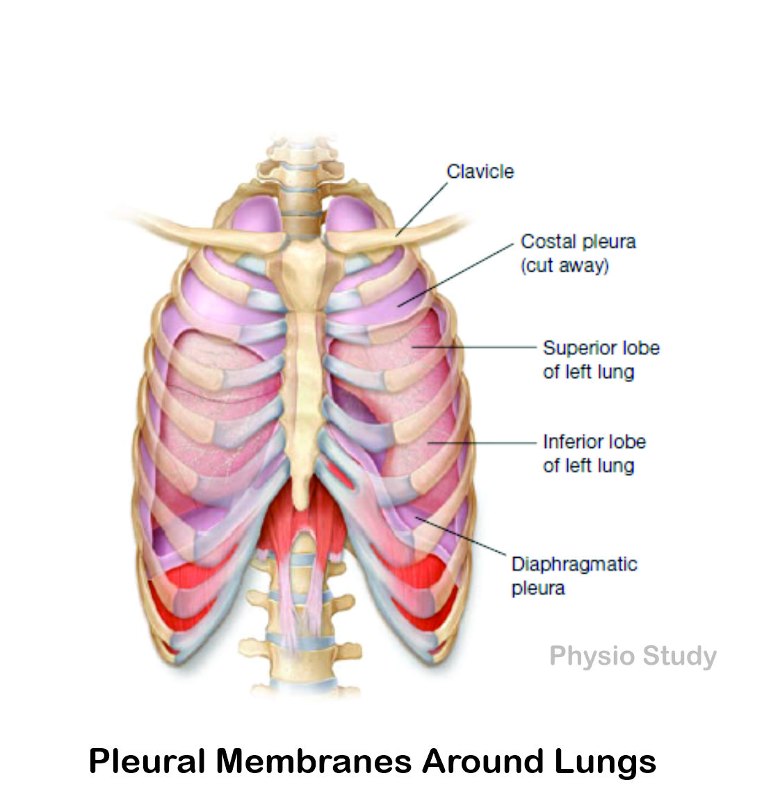 study_physio's tweet photo. The lungs lack any direct mechanism for drawing air into the body.

They rely entirely on the respiratory muscles for this crucial function.

Both lungs are encased in a double-layered pleural sac made up of serous tissues that secretes a serous fluid.

#lungs #direct #mechanism https://t.co/ltg5hhxBtW