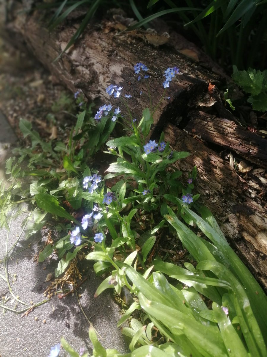 JosieBeanFowler's tweet photo. The perfect week to launch @StAnnsHospice Forget-me-not Spring appeal. I spotted these little beauties in the hospice gardens when I popped out between the showers at lunchtime #hospice #fundraising #springappeal https://t.co/beaJFoE1zo